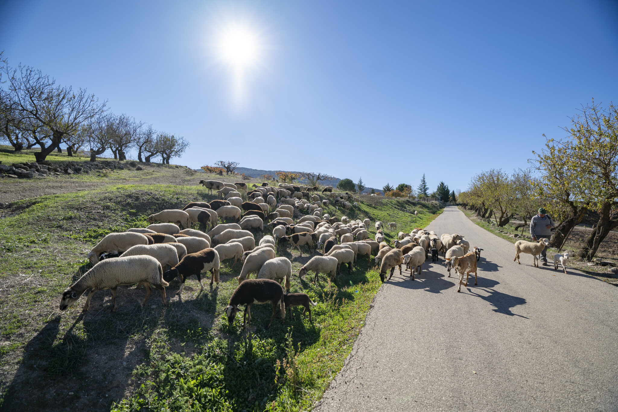 AlmaNatura – Reactivamos lo rural. Cuatro ejes de intervención: empleo ...